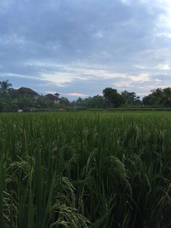 Pondok Buda Merta Ubud Exteriér fotografie